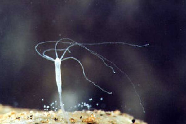Kraken site